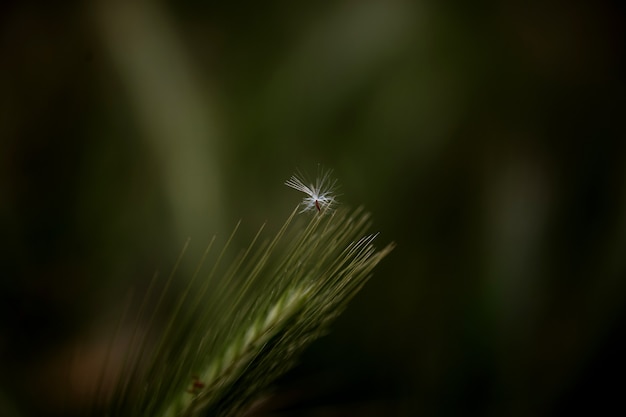 Floral zomer lente achtergrond. Gras close-up in een veld op de natuur. Kleurrijk artistiek beeld, vrije exemplaarruimte