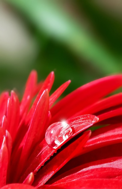 Floral zomer macro achtergrond Druppel helder water en rode bloemblaadjes van een mooie gerbera Selectieve focus