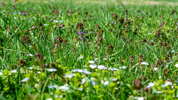 Floral zomer mooie achtergrond bloemen van het veld close-up in het veld in de natuur