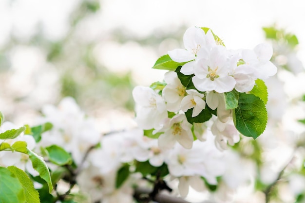 Florale achtergrond appelbloesems in de lente zachte selectieve focus