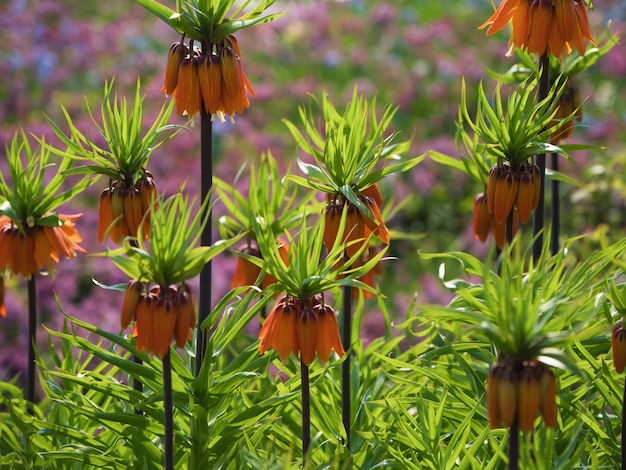 Florale achtergrond. Grouse Royal in de zon. De eerste sleutelbloemen in de lentezon.