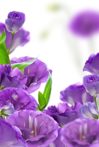Florale achtergrond met paarse Eustoma