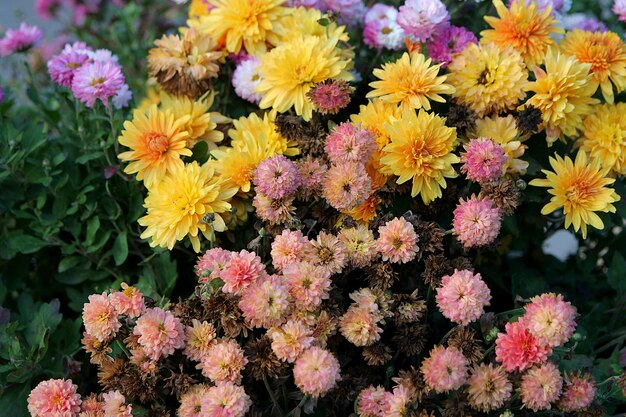 florale achtergrond roze en oranje bloemen in de tuin