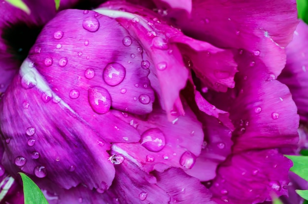 Florale natuurlijke achtergrond van roze natte pioenbloemblaadjes met waterdruppels