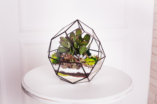 Florarium, composition of succulents, stone, sand and glass, element of interior,  home decor, glass terarium