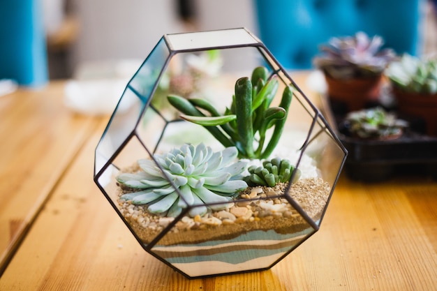 Florarium - composition of succulents, stone, sand and glass, element of interior,  home decor