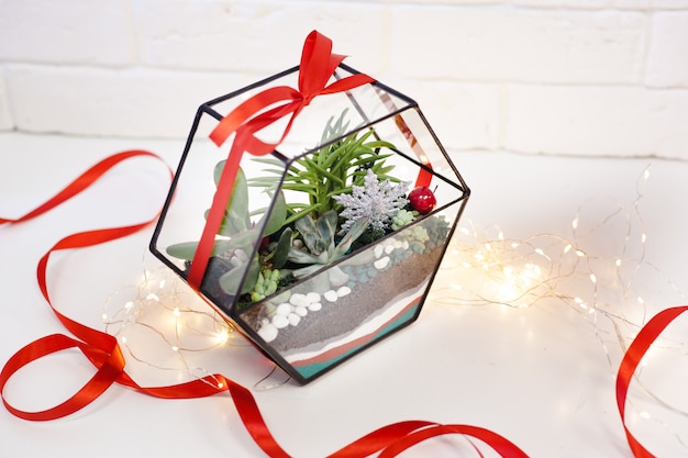 Florarium, samenstelling van vetplanten, steen, zand en glas, element van interieur, woondecoratie, kerstderor, nieuwjaarsgeschenk