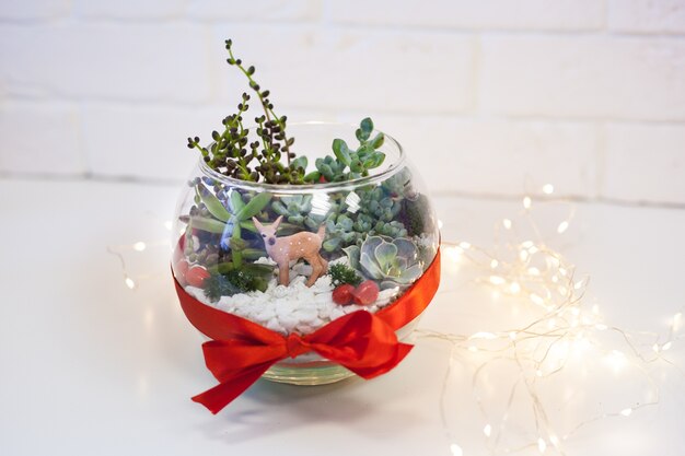 Florarium - samenstelling van vetplanten, steen, zand en glas, interieurelement, woondecoratie, kerstderor, nieuwjaarscadeau