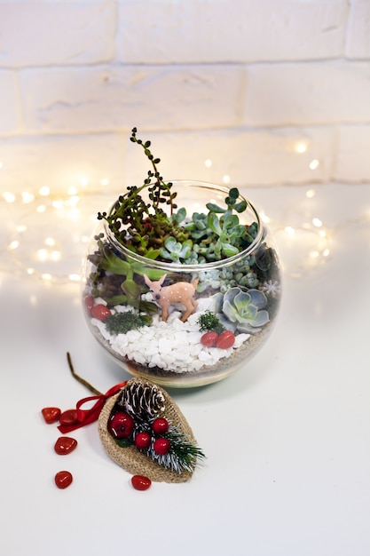 Florarium - samenstelling van vetplanten, woondecoratie, kerstversiering, nieuwjaarscadeau