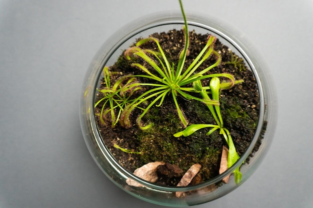 Foto florarium con diversi tipi di piante per la decorazione della casa