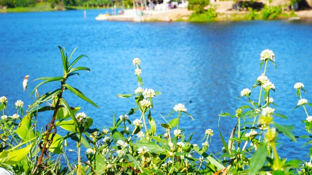 Foto flores a beira do lago