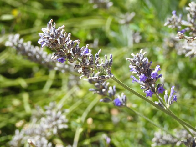 Photo flores de lavanda