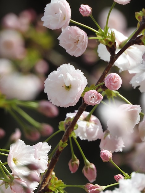 Foto flores de primavera en detalle