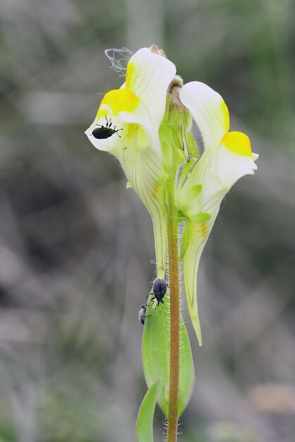 Flores naturales en silvestres Linaria vulgaris