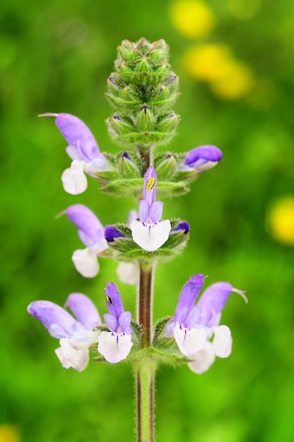 Flores naturales en silvestres Salvia verbenaca