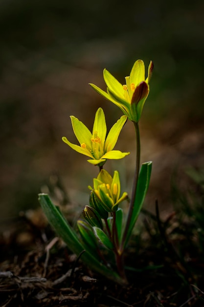 Flores naturales y silvestres - Gagea lutea.