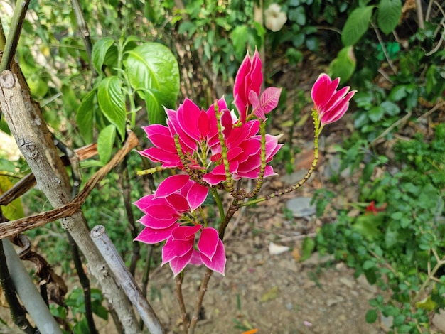 Flores rojas Cardenal