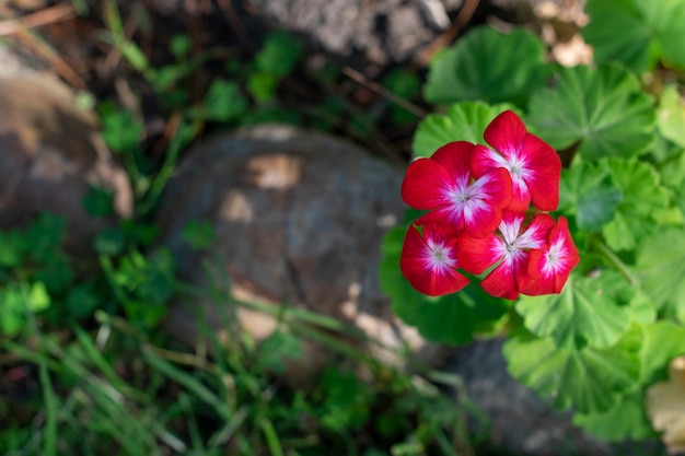 Foto flores rojas de arriba