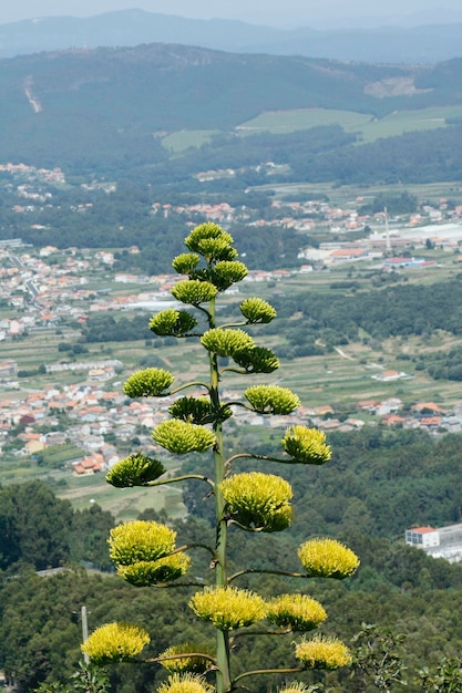 Photo flores silvestres amarillas en galicia, con portugal de fondo