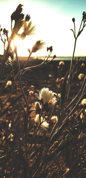 Foto flores silvestres