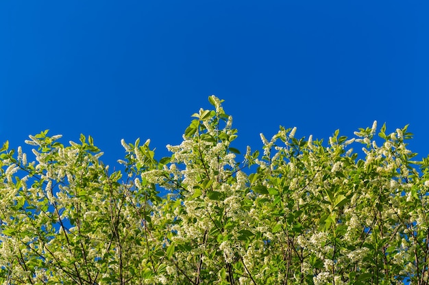 Florescence of birdcherry on clear blue sky