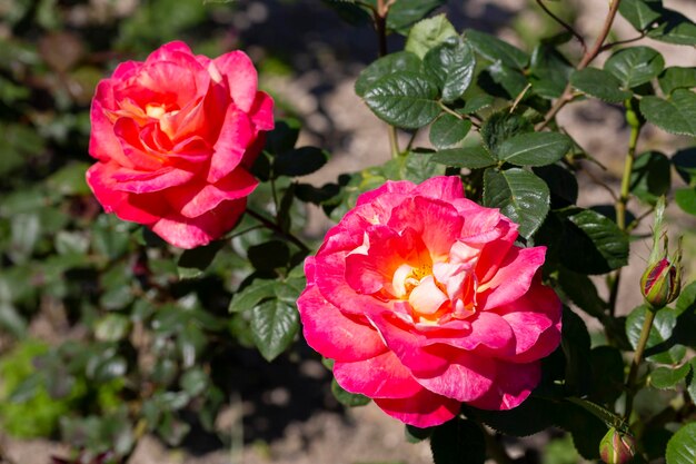 Foto floribunda rose bekend onder verschillende veel voorkomende namen, waaronder perzische roos en oostenrijkse koperroos