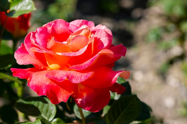 Floribunda Rose bekend onder verschillende veel voorkomende namen, waaronder Perzische roos en Oostenrijkse koperroos