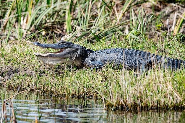 Foto florida alligator in everglades close-up portret