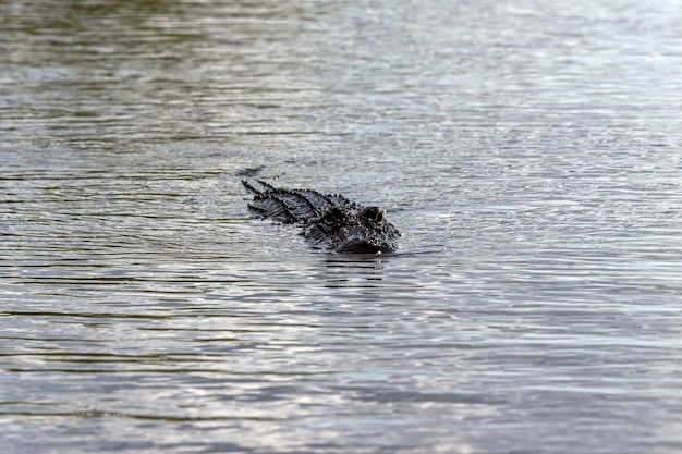 Florida Alligator in Everglades close-up portret