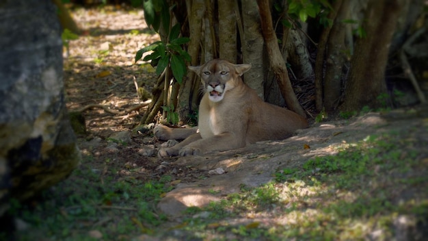 Florida cougar rust in de schaduw van bomen op een warme dag