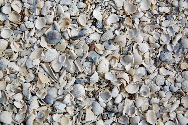 Florida Fort Myers beach sea shells sand US