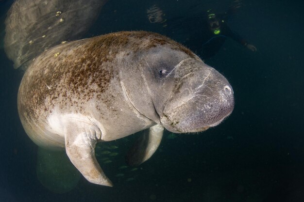 Photo florida manatee close up portrait