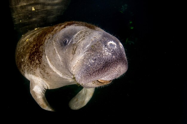 Photo florida manatee close up portrait