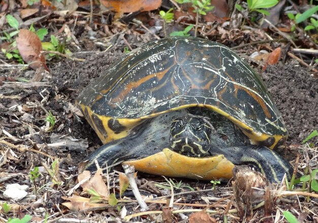 Photo florida redbellied cooter