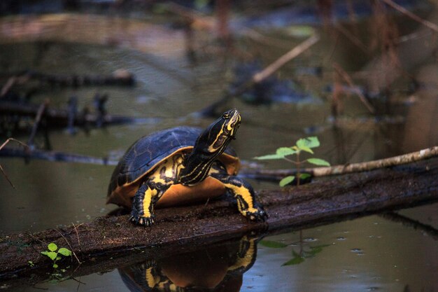 Photo florida redbelly turtle pseudemys nelson perches on a cypress log