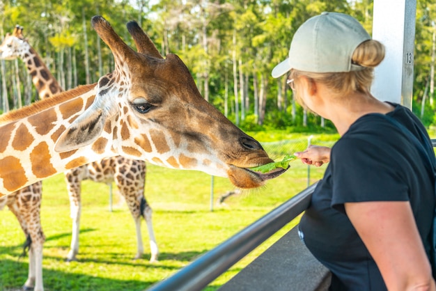 Florida, USA - September 19, 2019: Feeding giraffes in Lion Country Safari park in West Palm Beach Florida