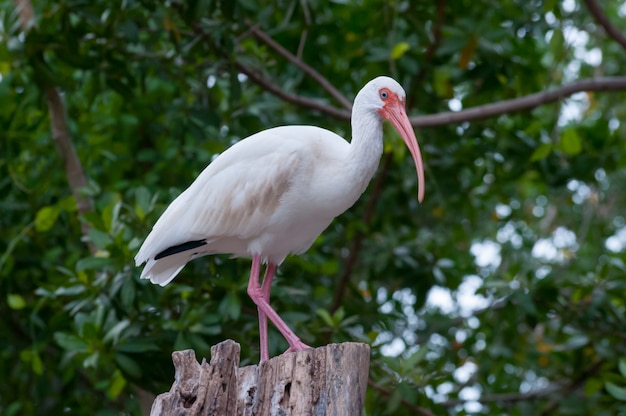 Florida vogel op hout