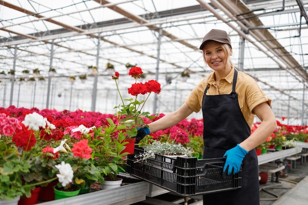 温室にいる花屋の女性がゼラニウムの花を箱に入れます