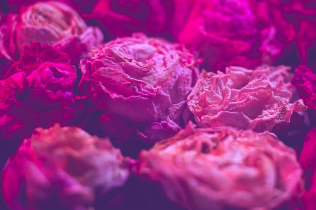 Floristry concept Dark pink dry roses close up Defocused floral background