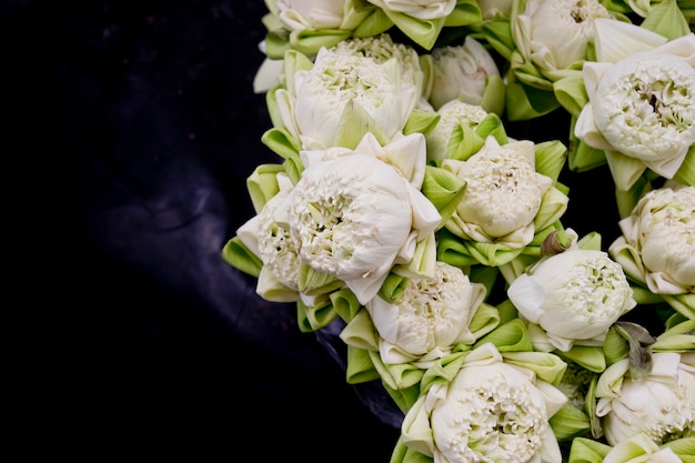 Foto fiori di loto bianco di floristry in vaso.