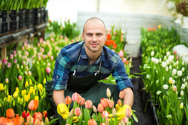 温室で花を扱う花屋の男春のたくさんのチューリップ花のコンセプト花の産業栽培たくさんの美しい色のチューリップ