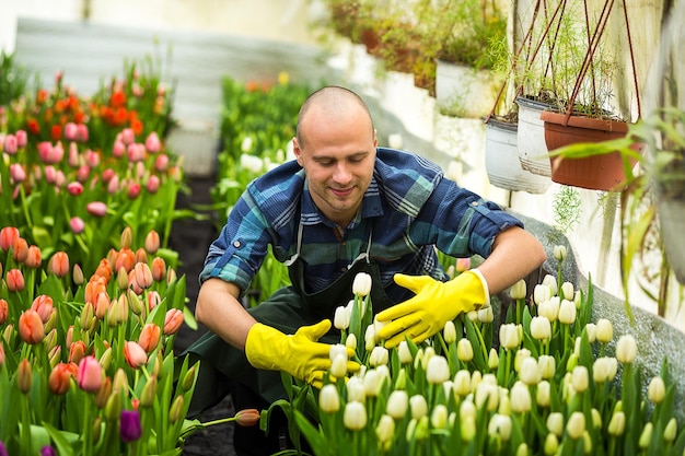 Florists man working with flowers tulips in a greenhouse in springtime