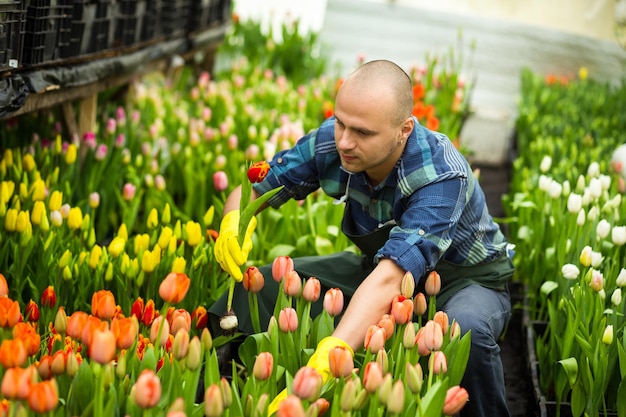봄철 온실에서 꽃 튤립을 가지고 일하는 꽃집 남자