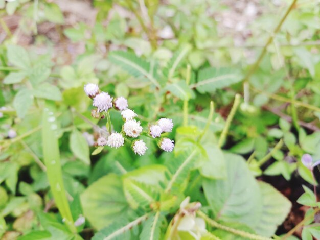 Floss flower ageratum conyzoides