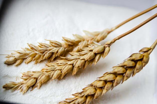 小麦の穀物と穀物の小麦粉のクローズアップ
