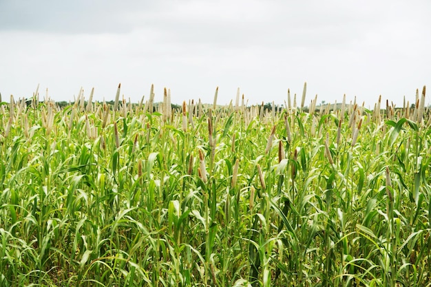 A Flourishing Pearl Millet Field Surrounded by a Dramatic Cloud Cover