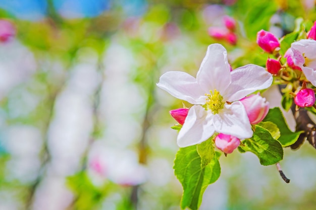 Flover van appelboom op onscherpe achtergrond met copyspace instagram stile