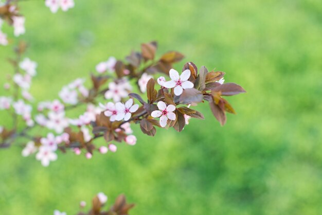 愛する枝、愛する木