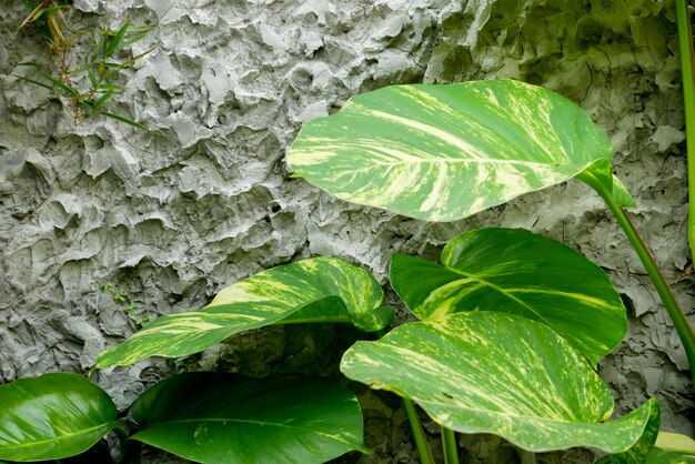 石膏壁の背景に流れ葉