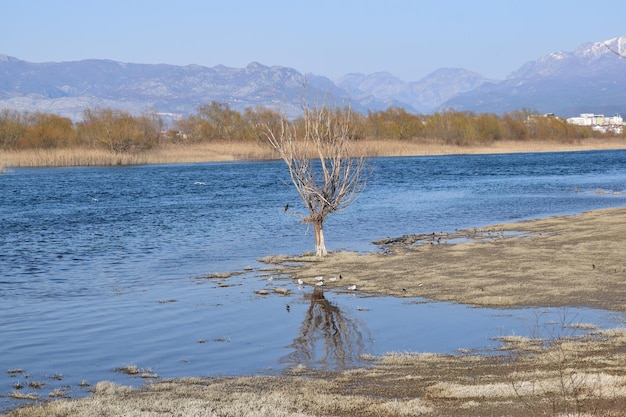 The flow of the river Vegetation Poultry